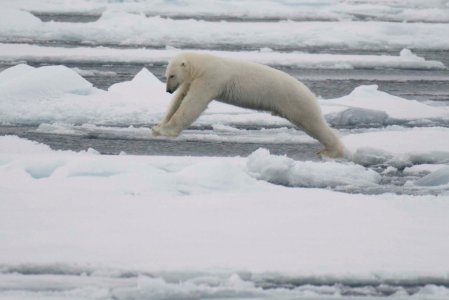 Polar bear jumping photo