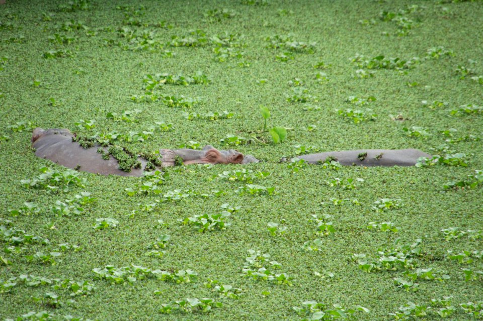 Hippopotamus