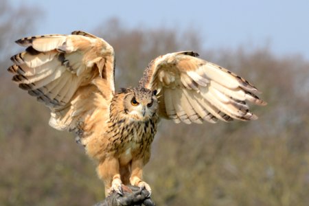 Owl photo