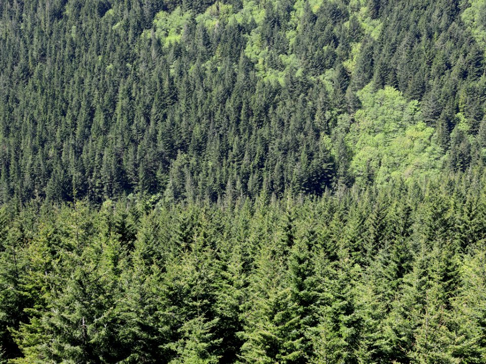 Hamilton Mountain in WA