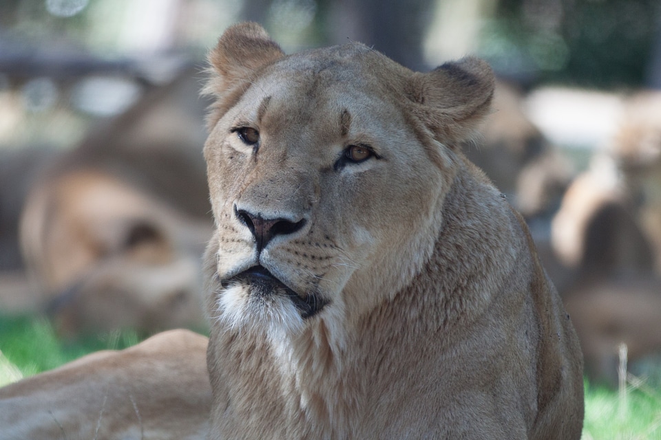 Lion females lion animal