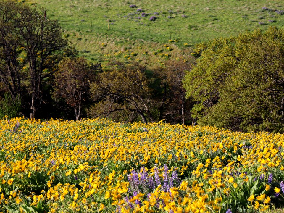 Dalles Mountain Ranch in WA