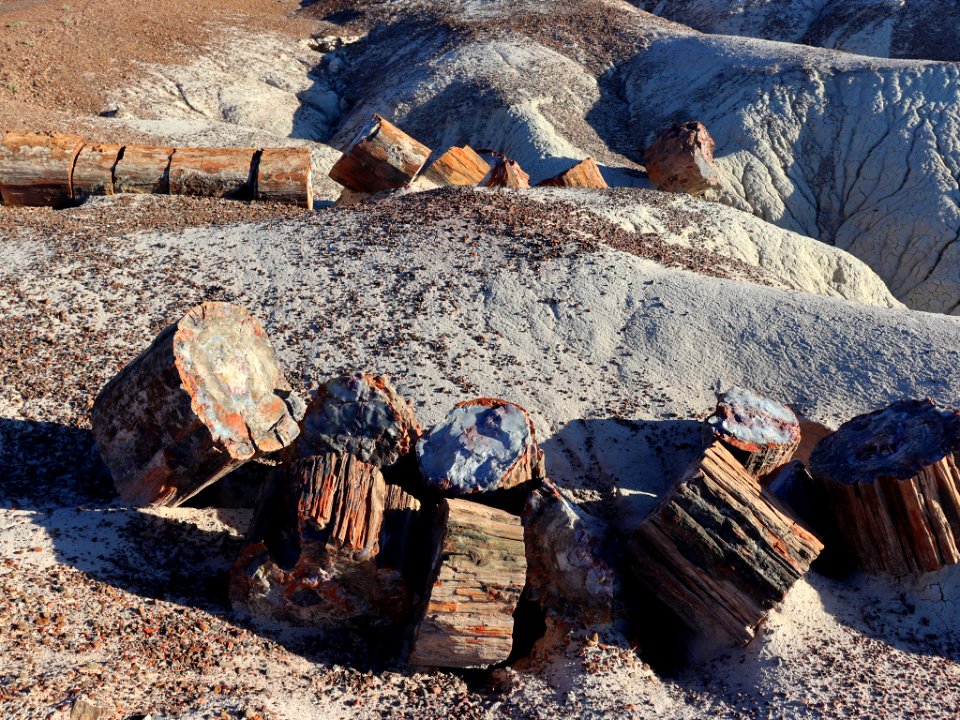 Petrified Forest NP in AZ