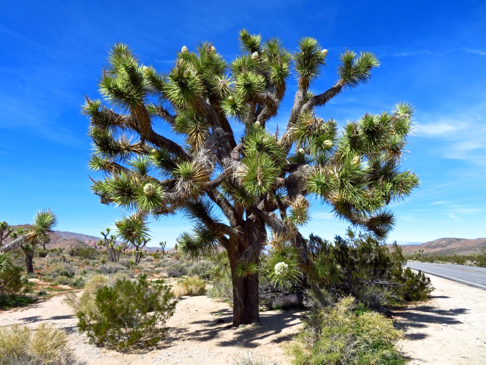 Joshua Tree NP in CA photo