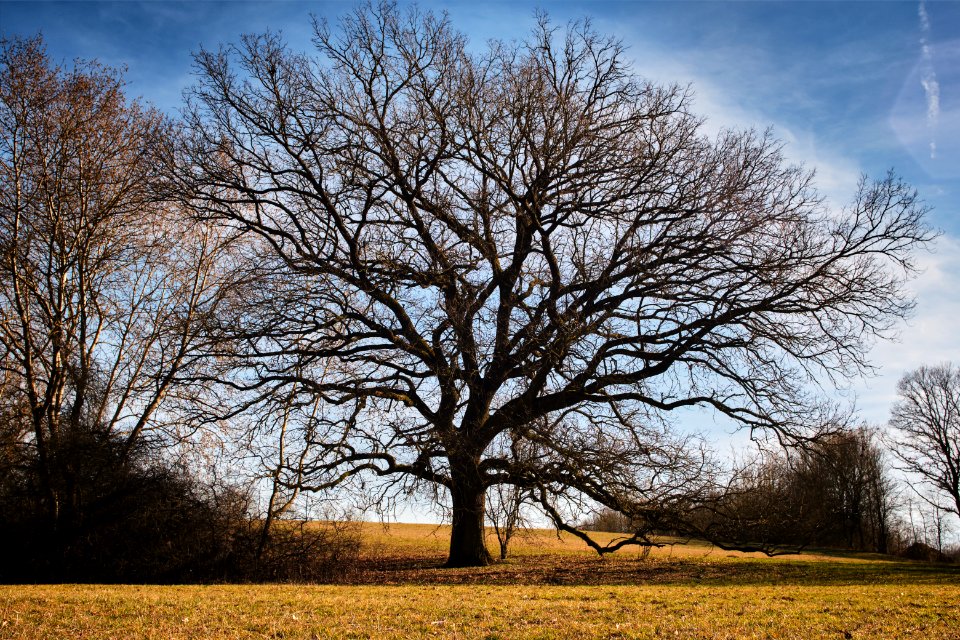 Brave tree