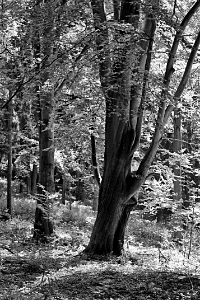 beech