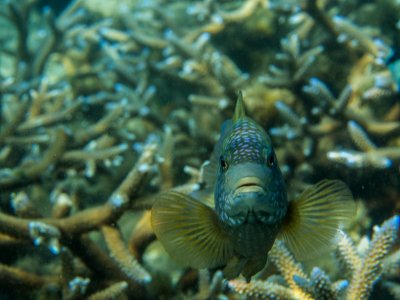 Marine Life, Mauritius