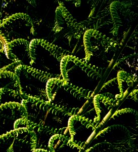 new fern leaves