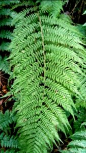 Athyrium filix-femina (Lady fern)