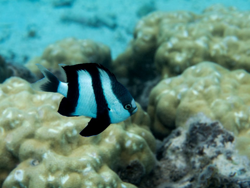 Marine Life Mauritius