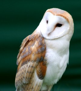 buho 5
