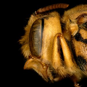 Hoplostelis multiplicata