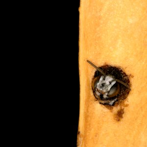 Ashmeadiella emerging from nest
