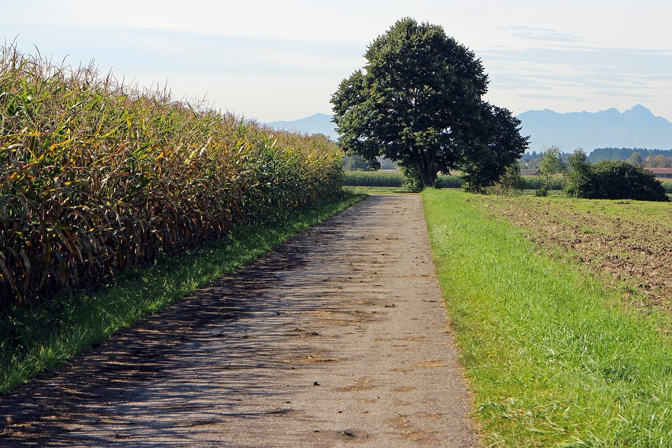 Tree individually dirt track