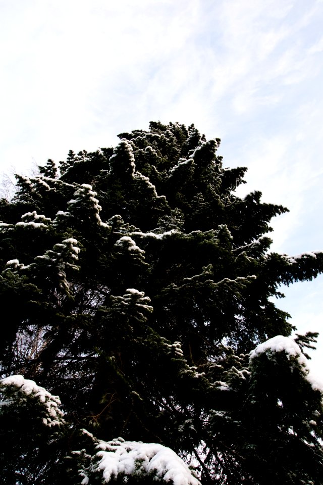 Snowy spruce tree.