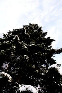 Snowy spruce tree. photo
