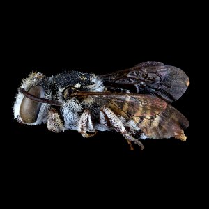 Coelioxys coturnix female