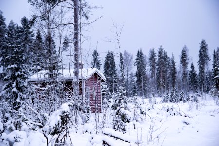 Red cabin in the woods. photo