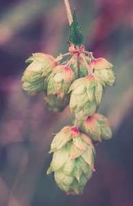 Plant nature wild flower