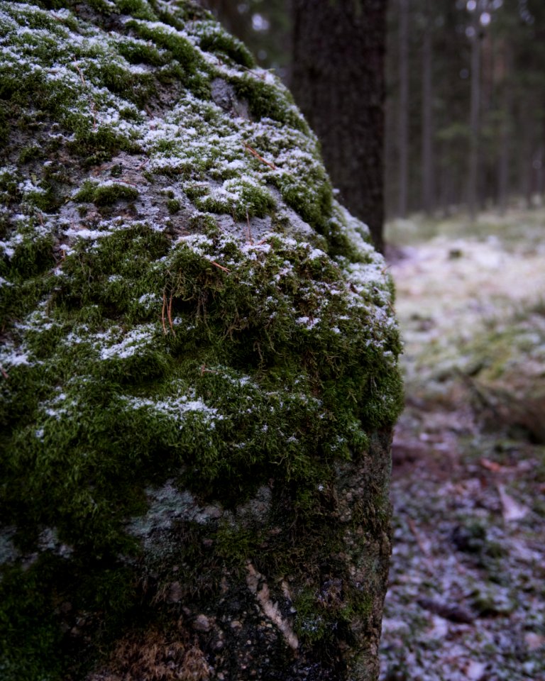 Snow on a moss covered stone.