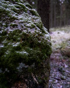 Snow on a moss covered stone.