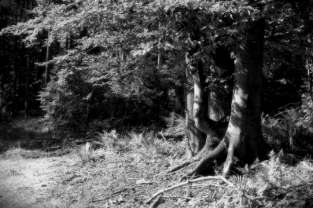 beech forest 1