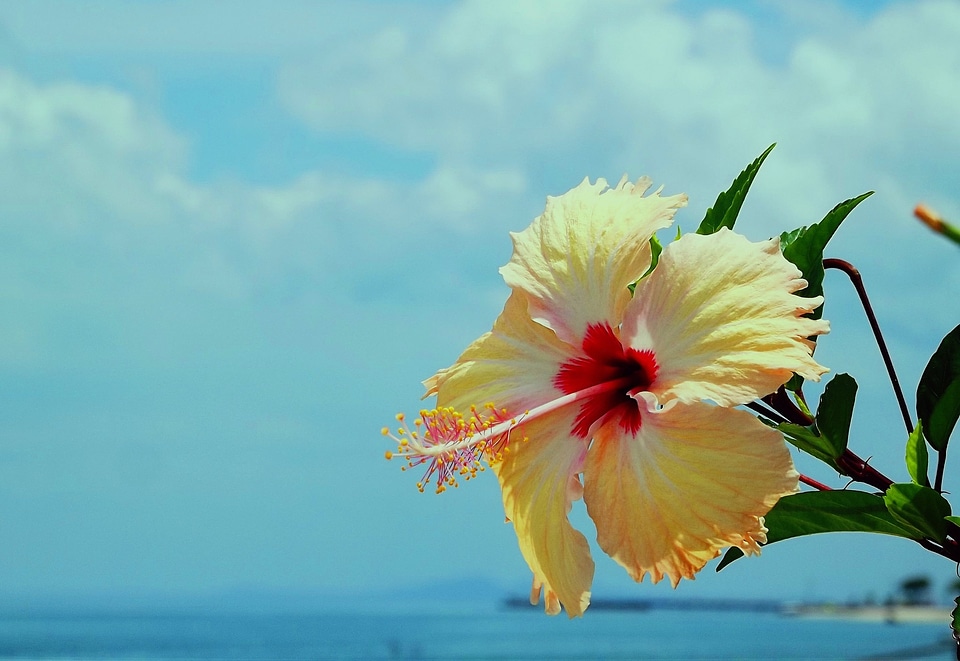 Flowers beira mar sunny