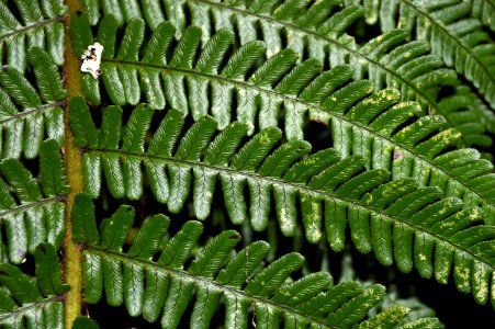 Dryopteris cambrensis (Narrow scaly male fern)