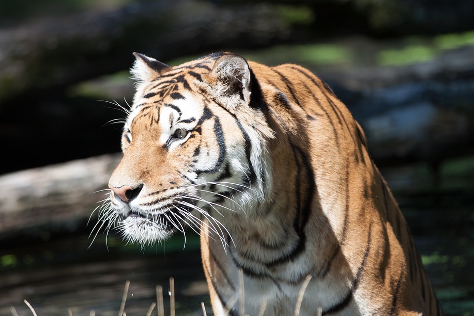 Animal big cats carnivores