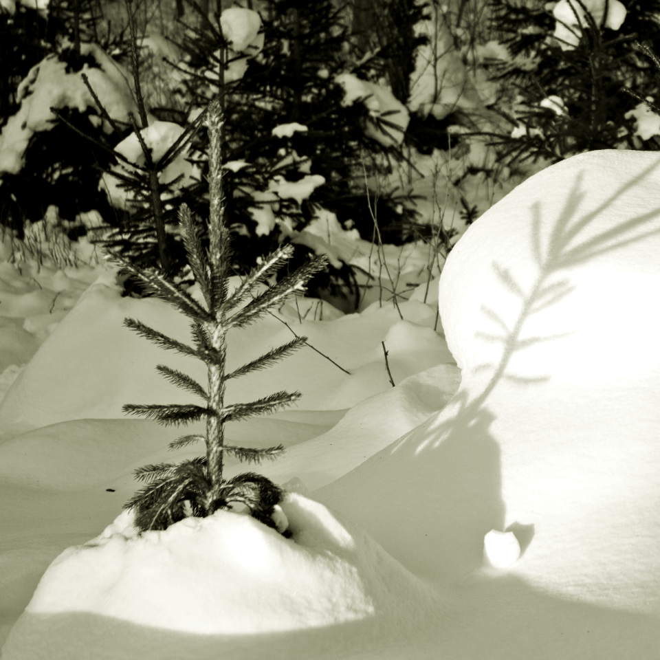 coniferous junior