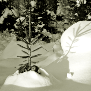 coniferous junior
