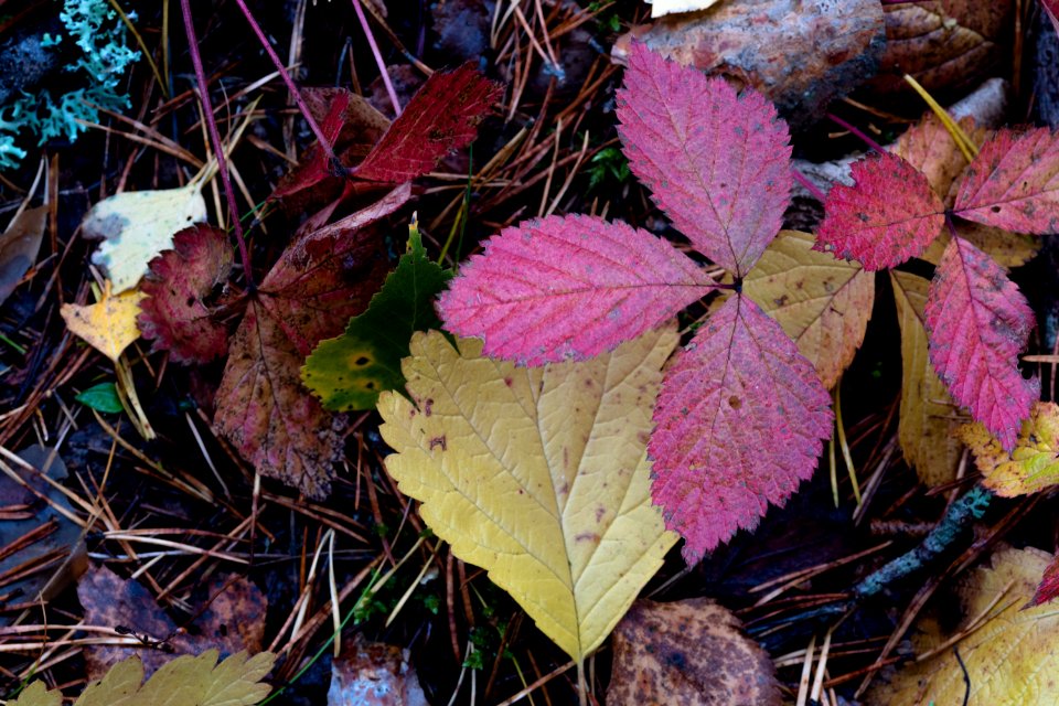 Fall colors photo