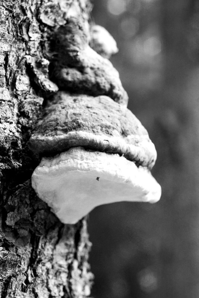 Tree shroom