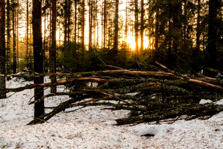Forest at sunset.
