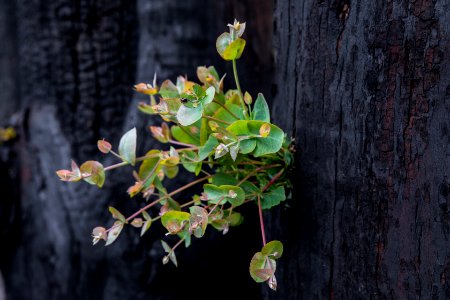 Post-bushfire recovery in Australia