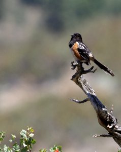 Spotted Towhee crop 4