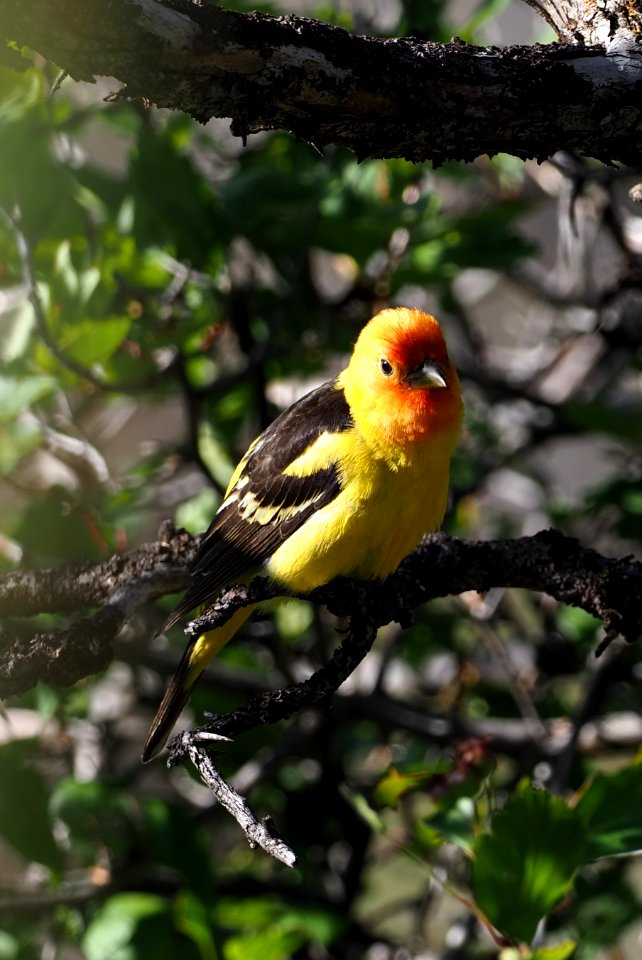 Western Tanager 7 crop