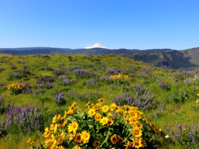 Coyote Wall Trail in WA