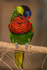 Feather color nature