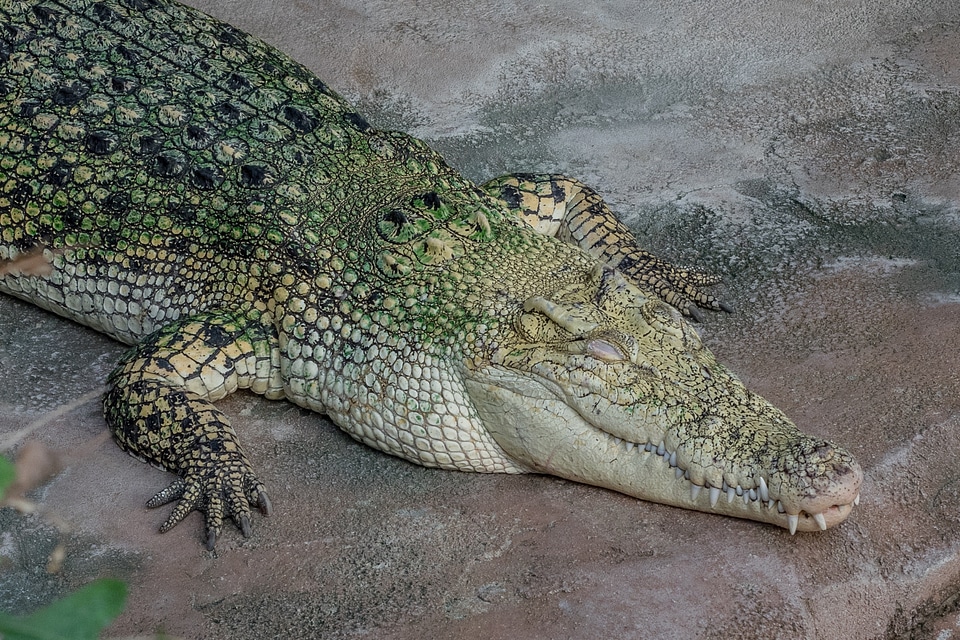 Dangerous predator animal