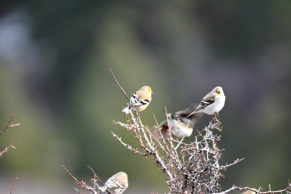 Goldfinch Winter