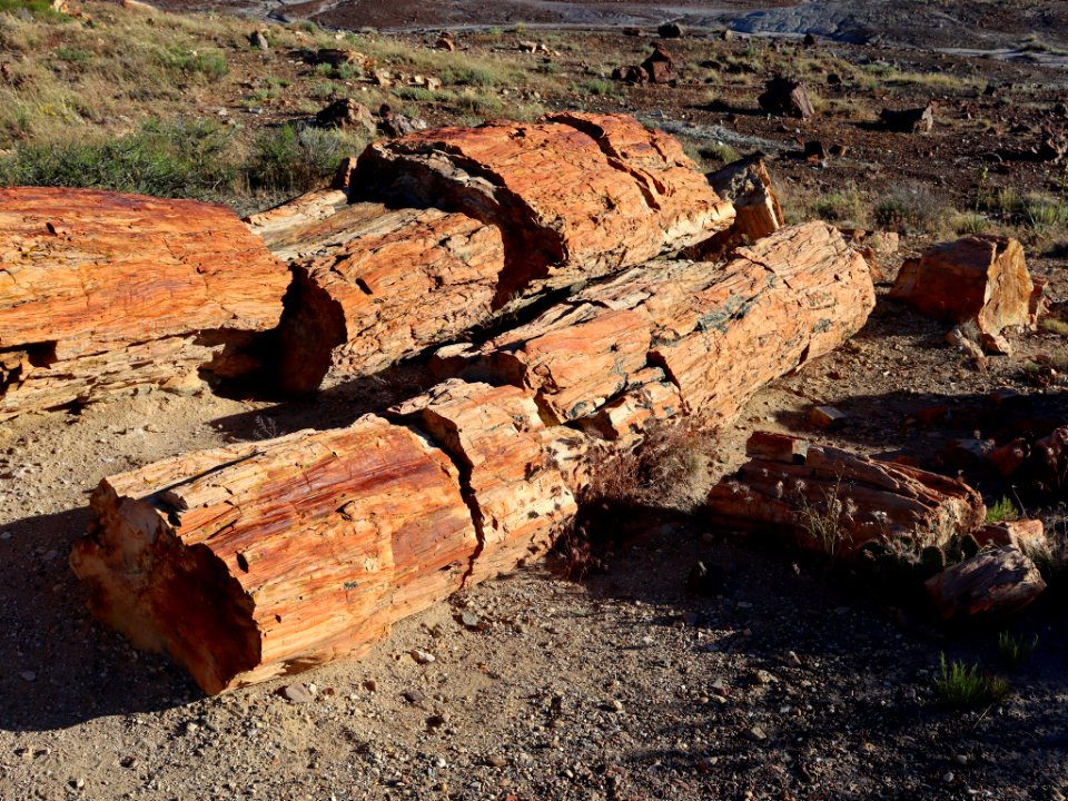 Petrified Forest NP in AZ