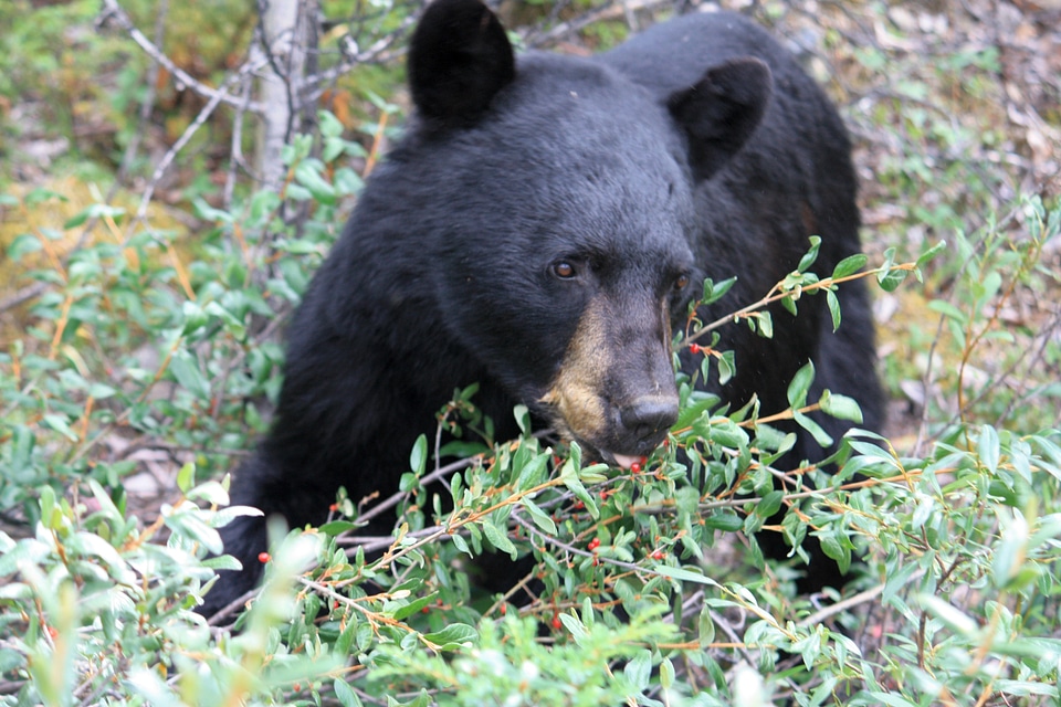 Black bear bear canada