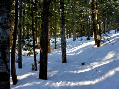 Mt. Hood National Forest in OR