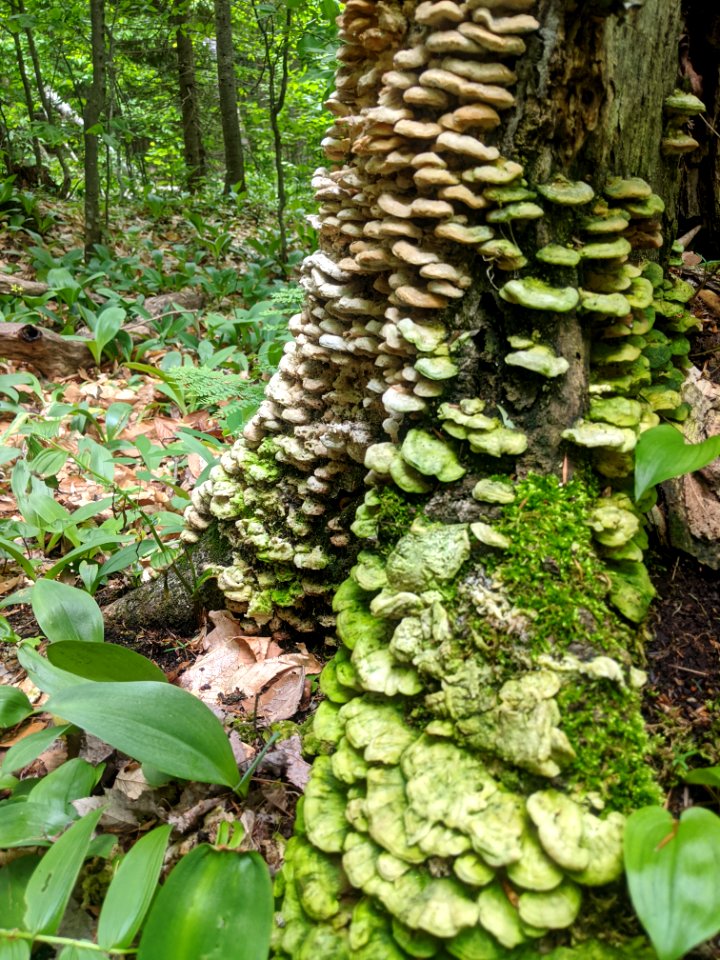 Fungus Covering a tree trunk