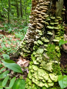 Fungus Covering a tree trunk
