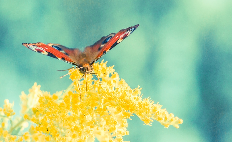 Peacock insect animal