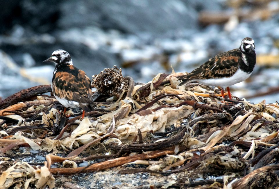 Turnstones (arenaria interpres), Nordenskjöld Land National Park, Spitsbergen