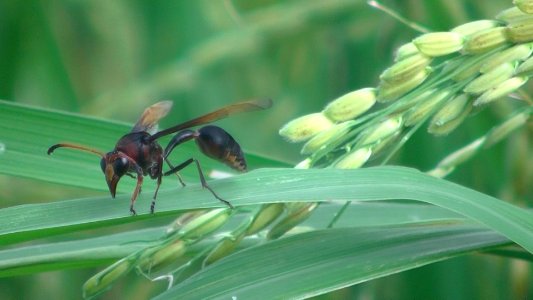 SANG PENYENGAT: Tawon Vespidae (Delta pyriforme)