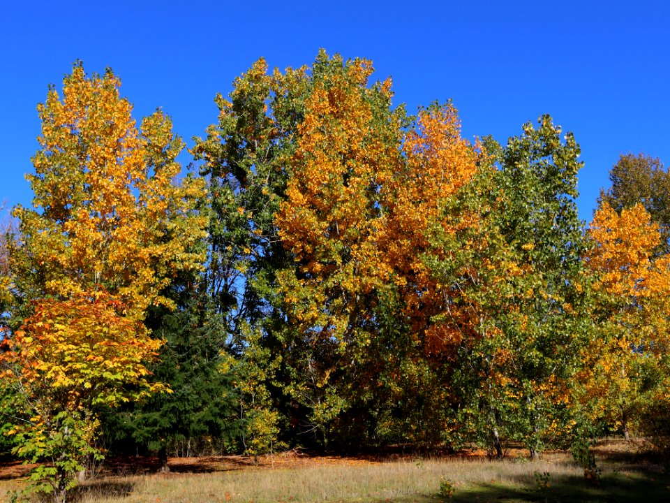 Fall Season at Wintler Park in Vancouver, WA